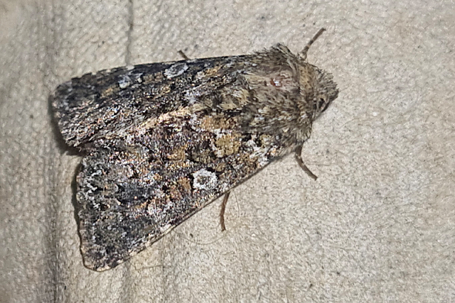 Hadena magnolii